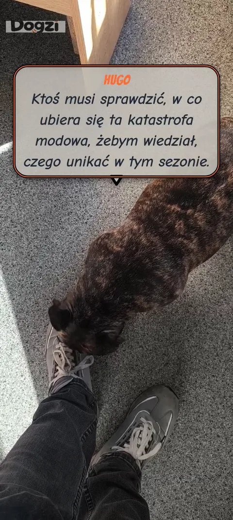 Napis z tłumaczeniem tego, co mówi pies, nałożony na nagranie